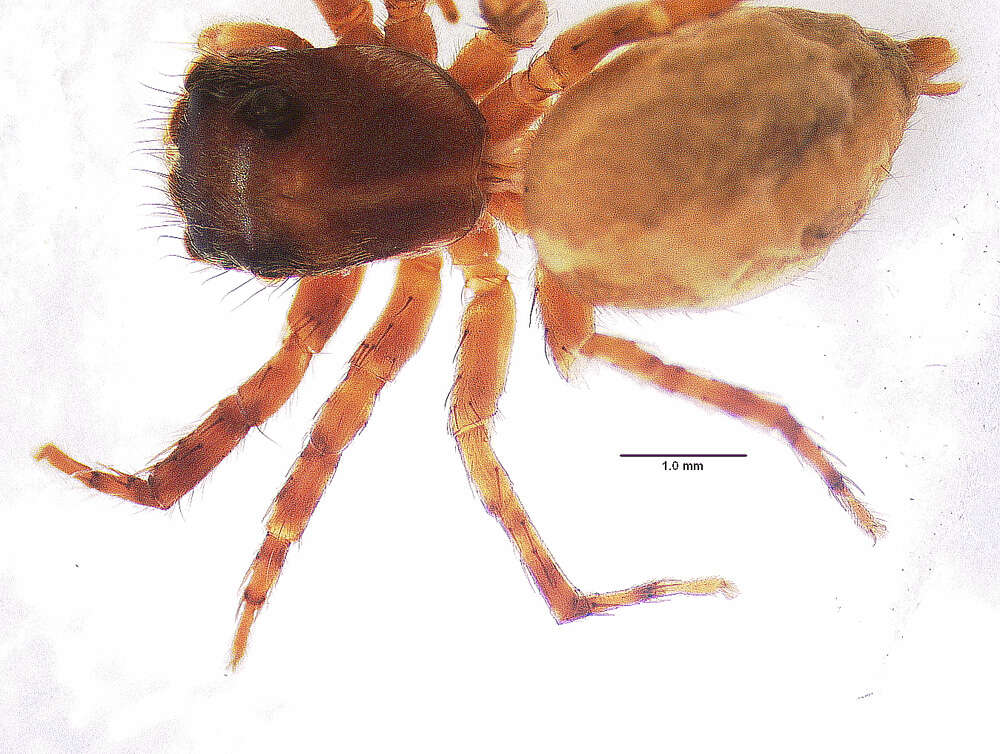 Image of Antillattus scutiformis Zhang & Maddison 2015