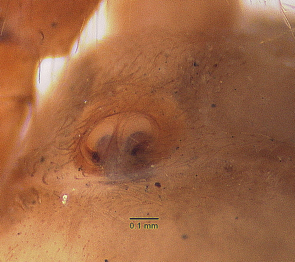 Plancia ëd Antillattus scutiformis Zhang & Maddison 2015