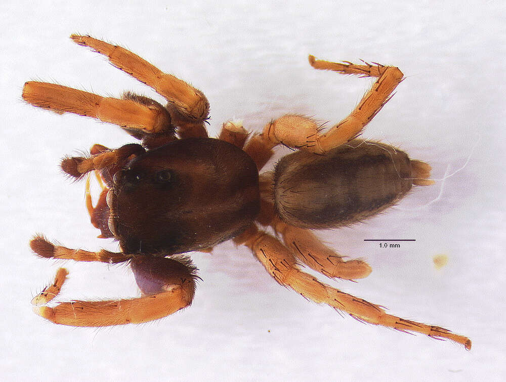 Image of Antillattus montanus (Bryant 1943)