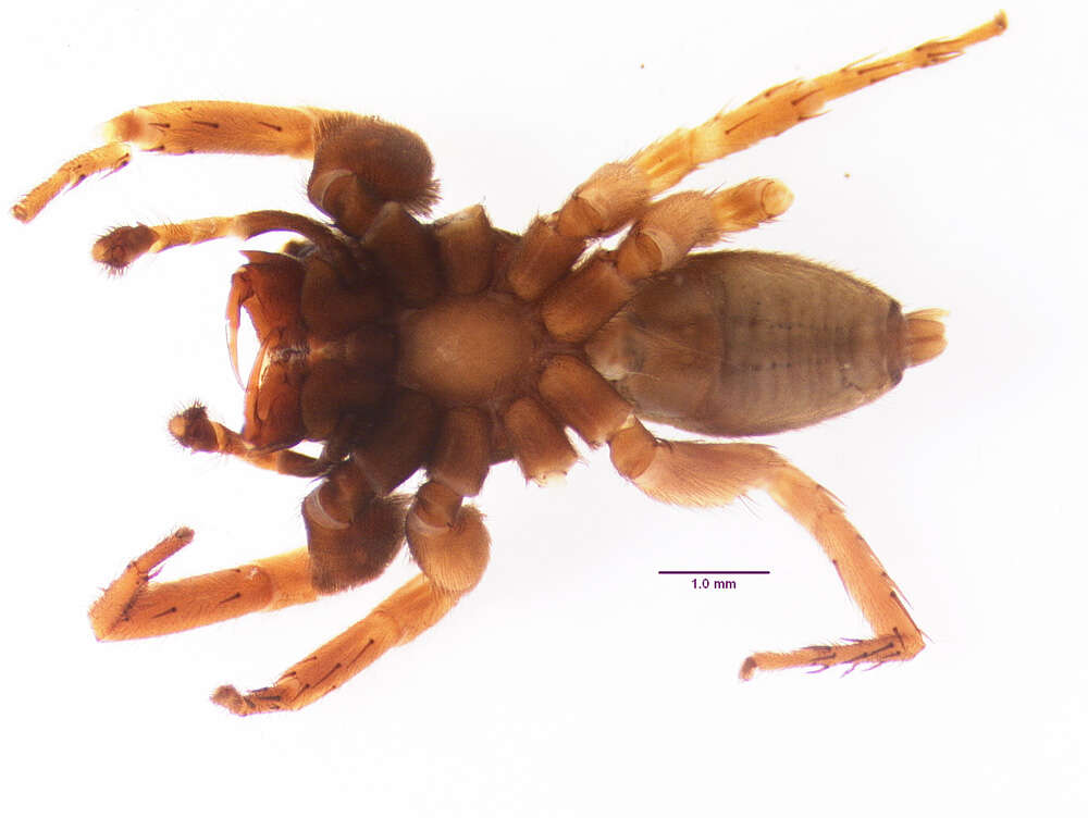 Image of Antillattus montanus (Bryant 1943)