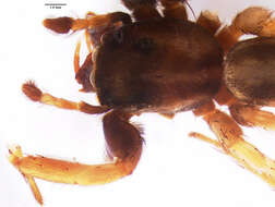 Image of Antillattus montanus (Bryant 1943)