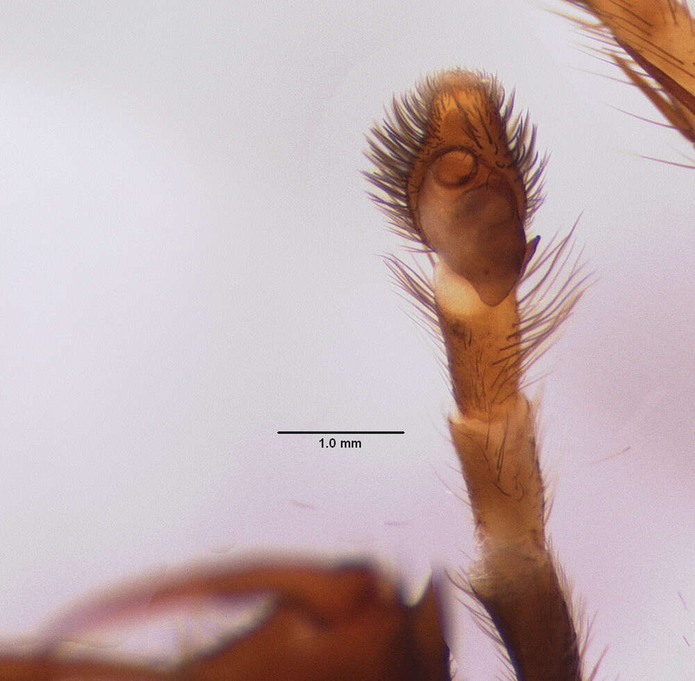 Image of Antillattus montanus (Bryant 1943)