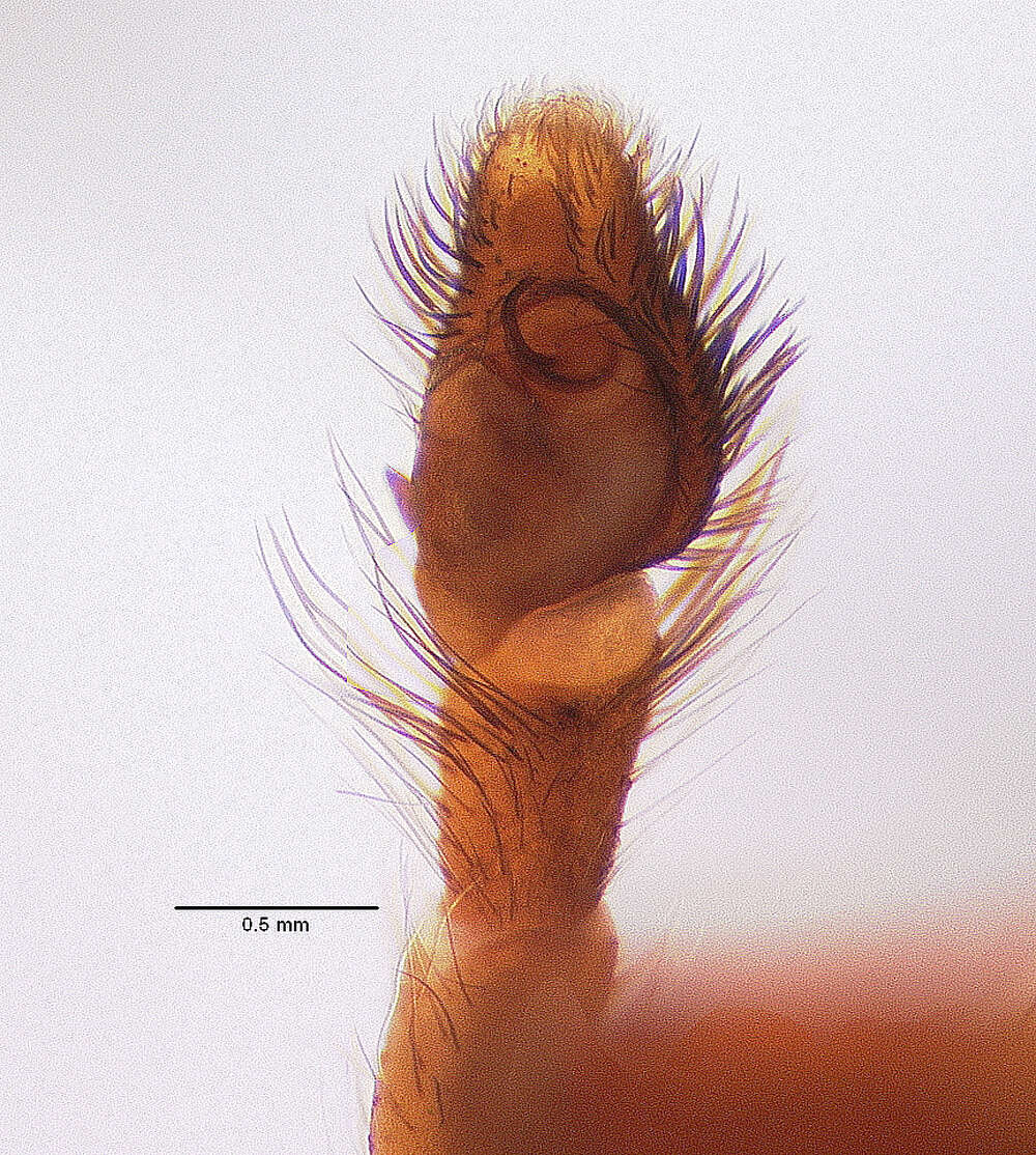 Image of Antillattus montanus (Bryant 1943)