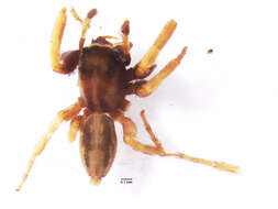 Image of Antillattus montanus (Bryant 1943)