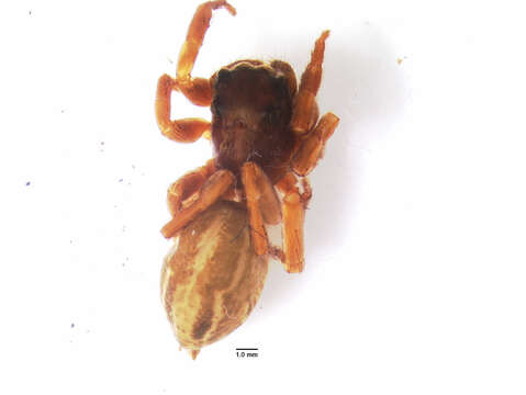 Image of Antillattus montanus (Bryant 1943)