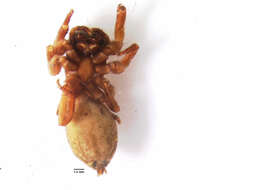 Image of Antillattus montanus (Bryant 1943)