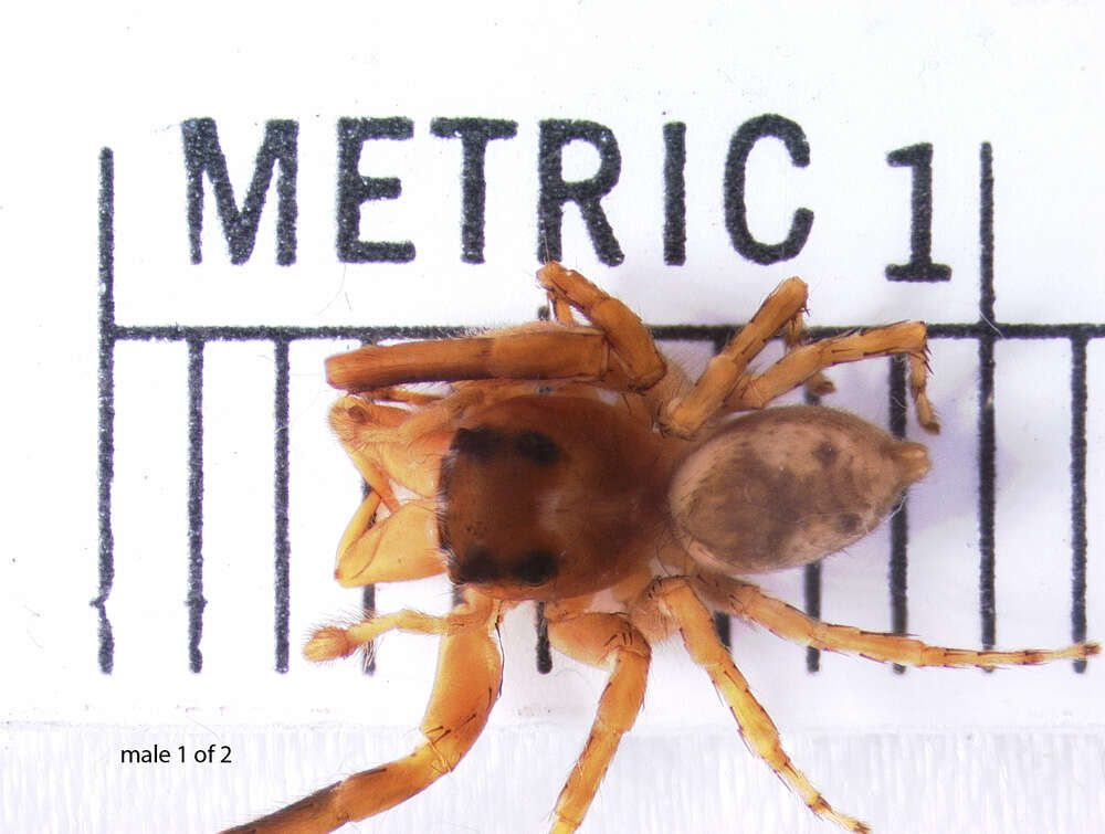 Image of Antillattus maxillosus (Bryant 1943)