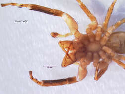 Image of Antillattus maxillosus (Bryant 1943)