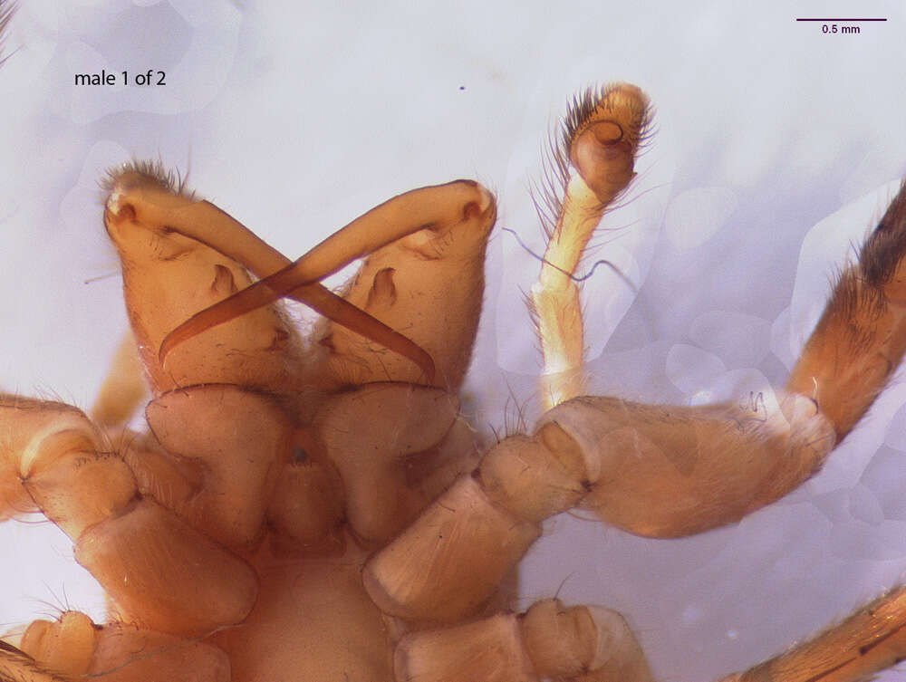 Image of Antillattus maxillosus (Bryant 1943)