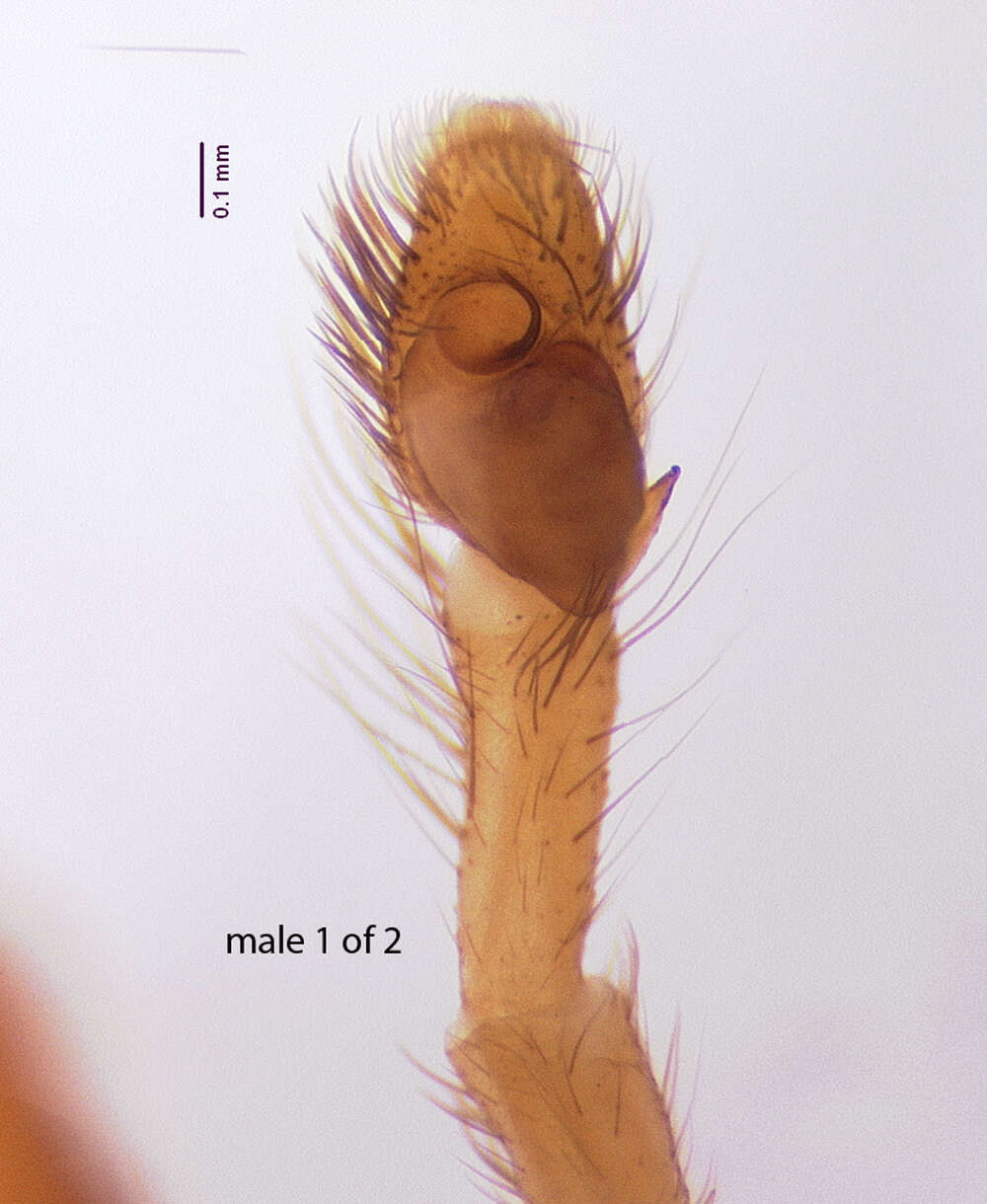 Image of Antillattus maxillosus (Bryant 1943)