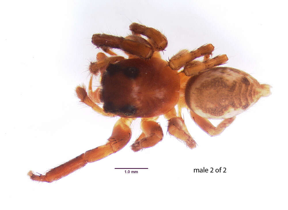 Image of Antillattus maxillosus (Bryant 1943)