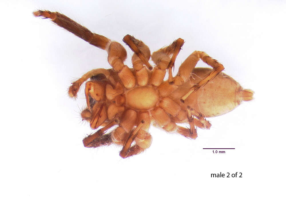 Image of Antillattus maxillosus (Bryant 1943)