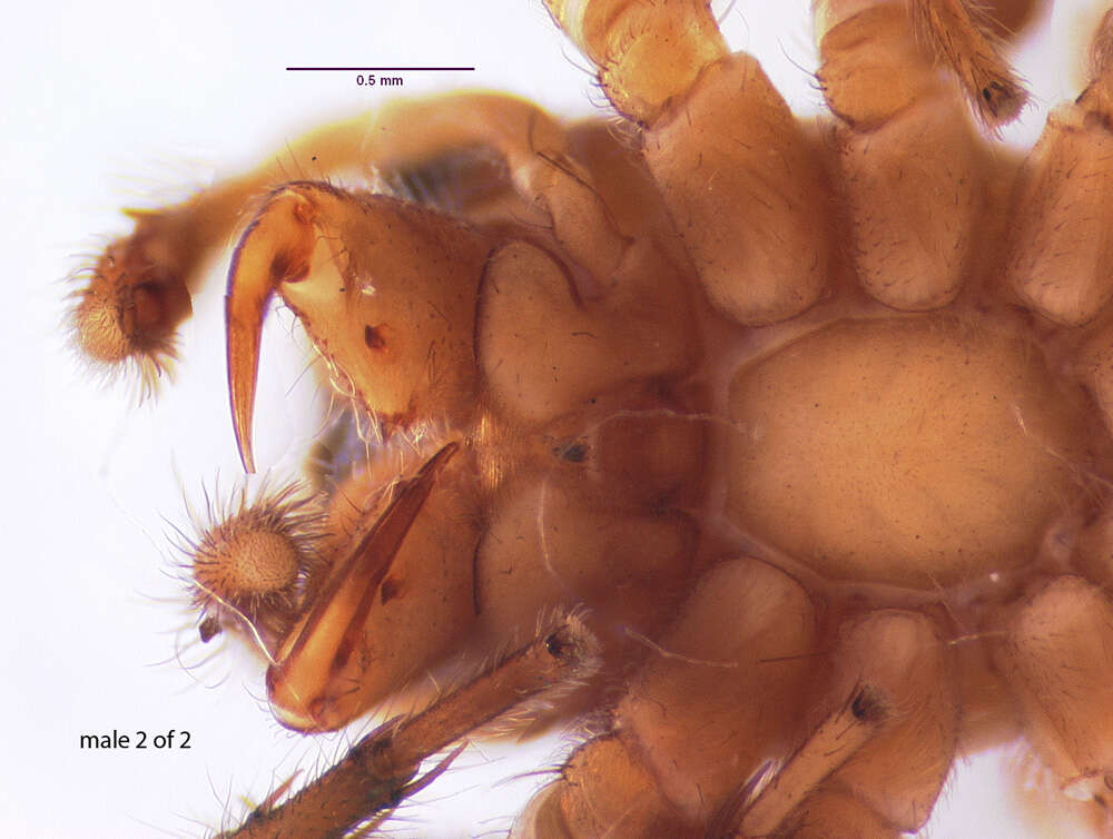 Image of Antillattus maxillosus (Bryant 1943)