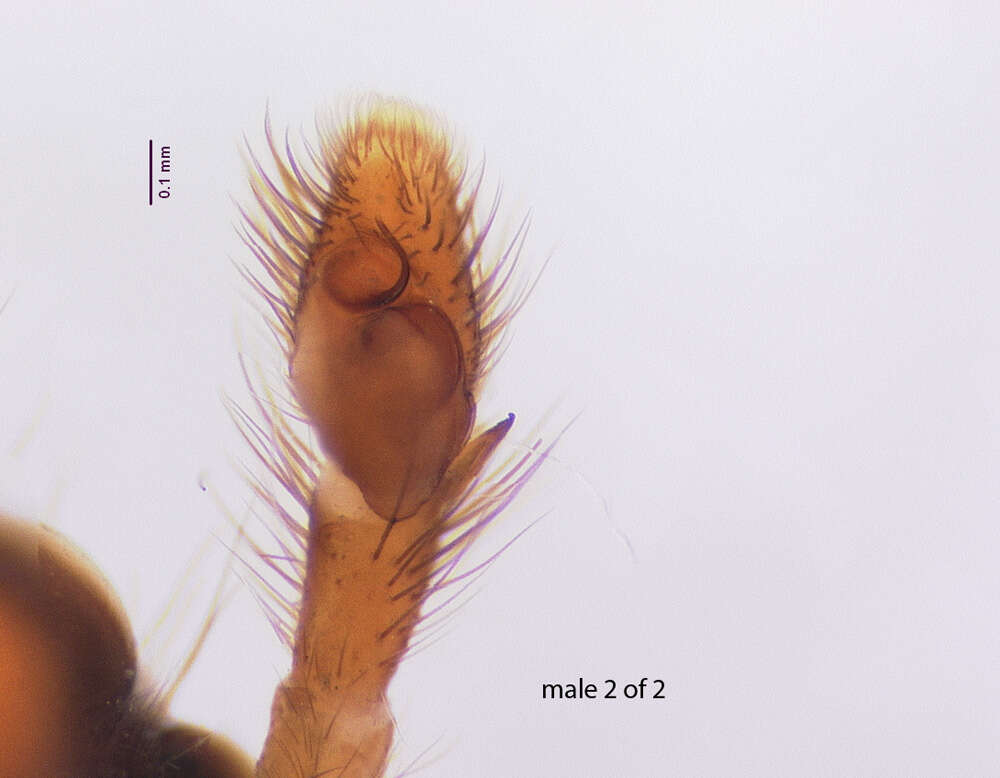 Image of Antillattus maxillosus (Bryant 1943)