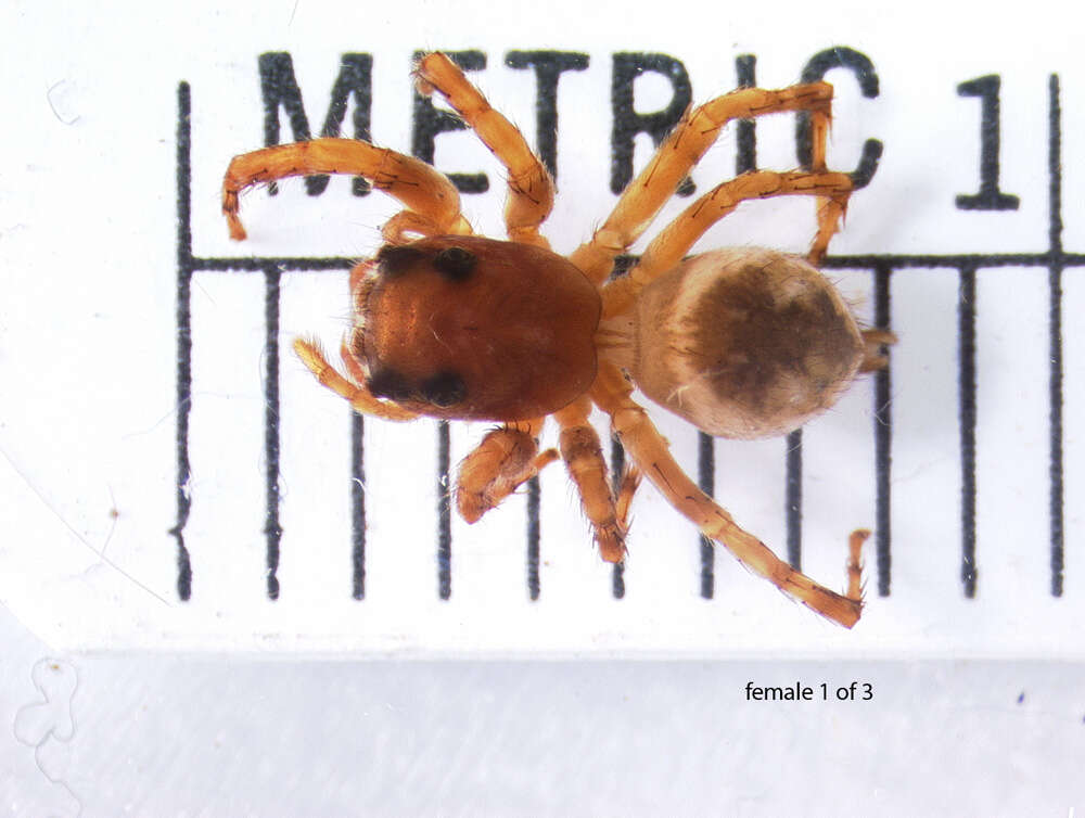 Image of Antillattus maxillosus (Bryant 1943)