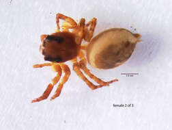 Image of Antillattus maxillosus (Bryant 1943)