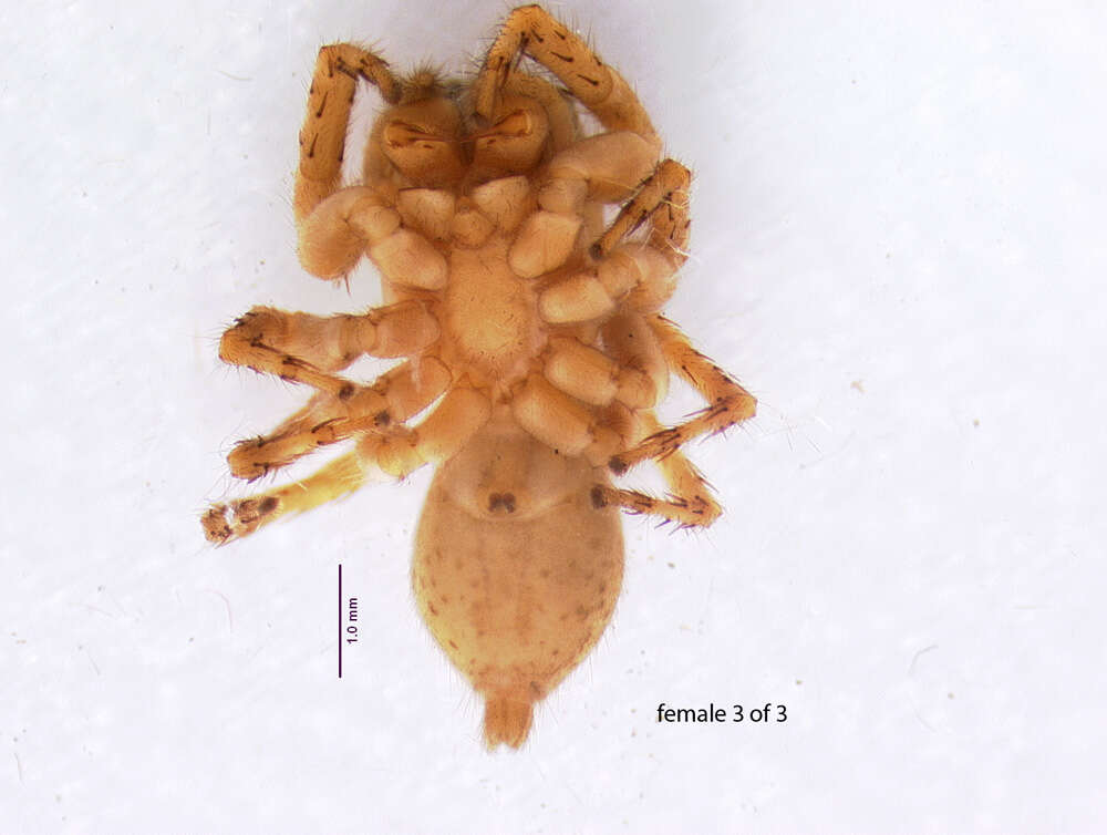 Image of Antillattus maxillosus (Bryant 1943)