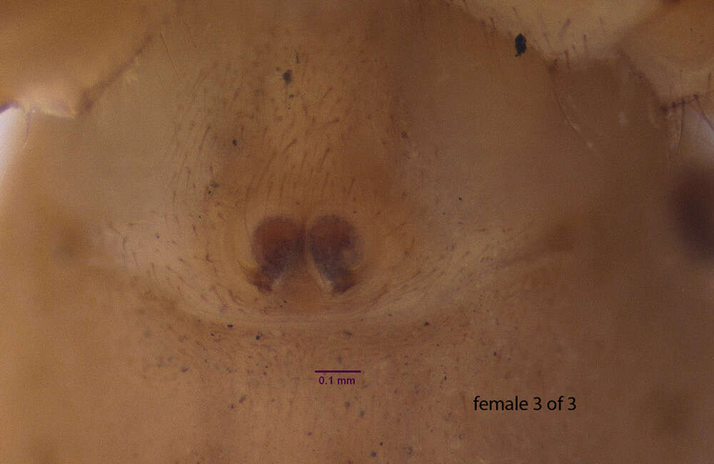 Plancia ëd Antillattus maxillosus (Bryant 1943)