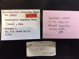 Image of <i>Achatinella sanguinea</i> Newcomb 1854