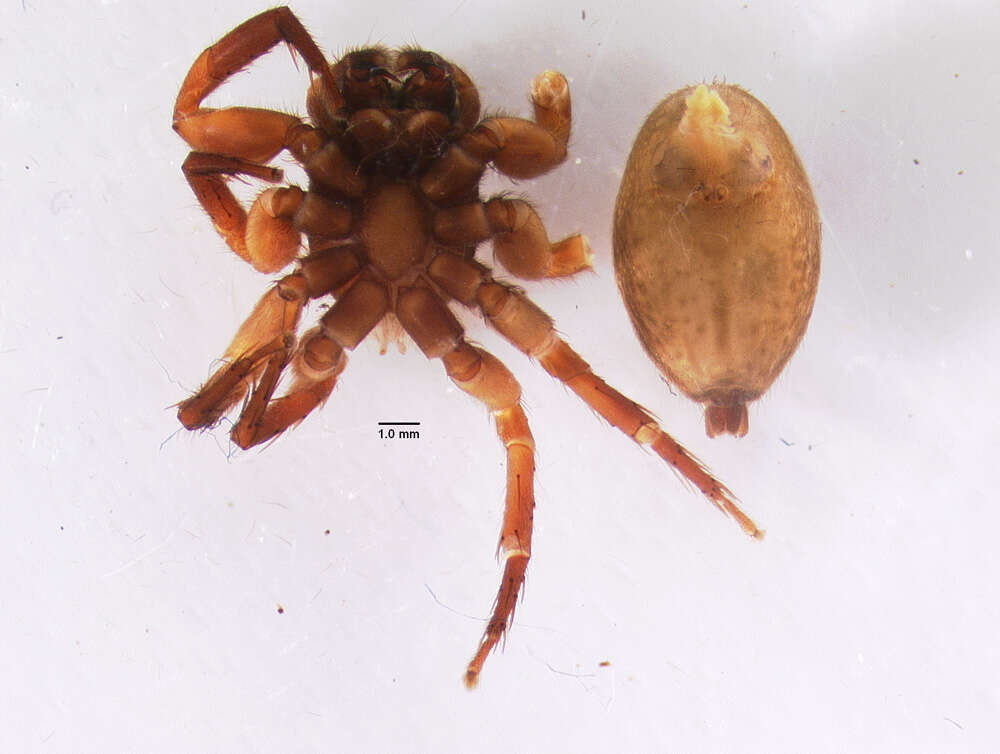 Image of Antillattus montanus (Bryant 1943)