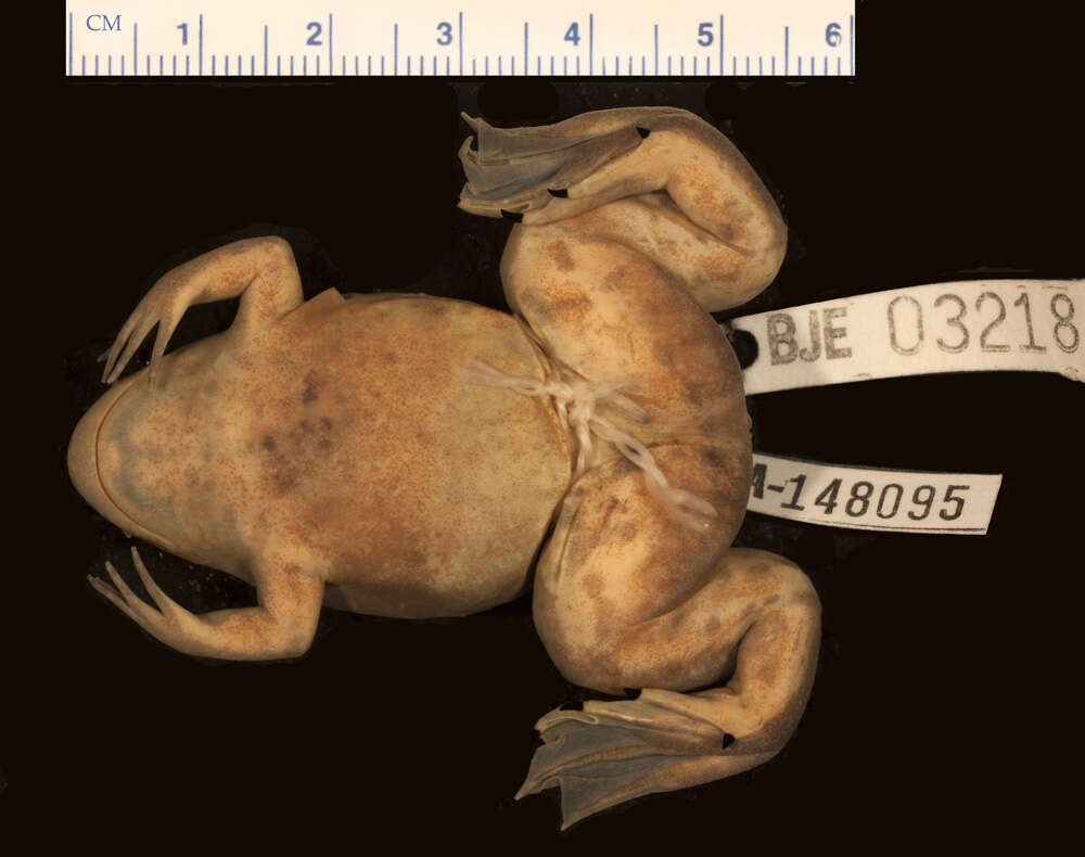 Plancia ëd Xenopus eysoole Evans, Carter, Greenbaum, Gvozdík, Kelley, McLaughlin, Pauwels, Portik & Stanley et al. 2015