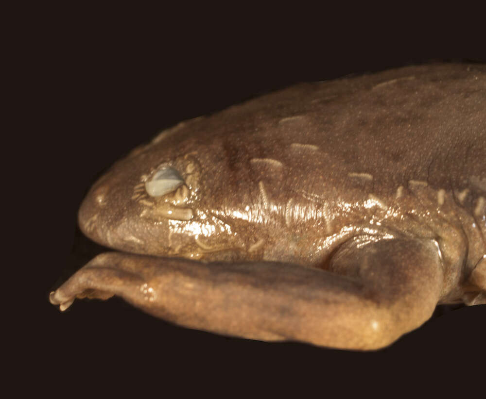 Imagem de Xenopus allofraseri Evans, Carter, Greenbaum, Gvozdík, Kelley, McLaughlin, Pauwels, Portik & Stanley et al. 2015