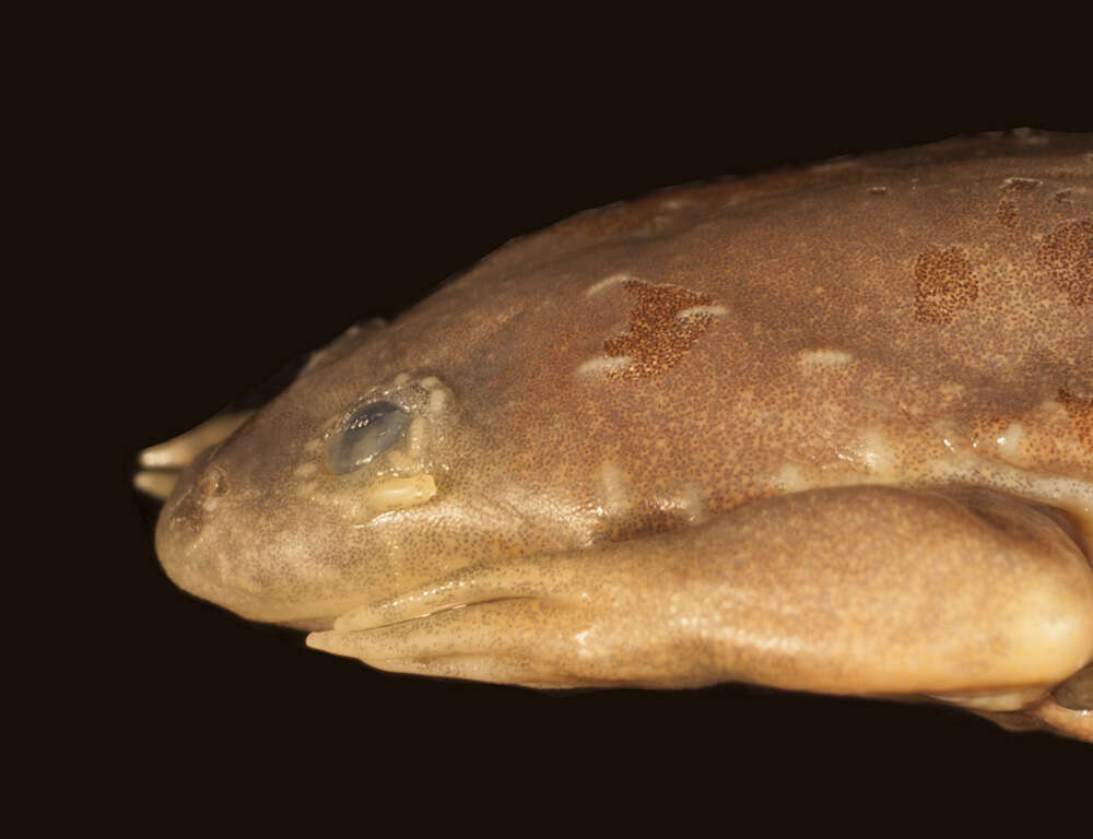 Слика од Xenopus kobeli Evans, Carter, Greenbaum, Gvozdík, Kelley, McLaughlin, Pauwels, Portik & Stanley et al. 2015