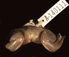 Image of Lendu Plateau clawed frog