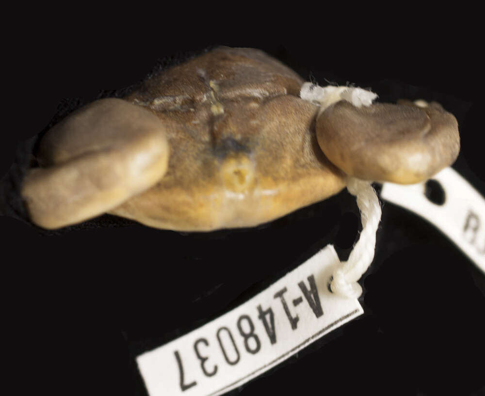 Слика од Xenopus kobeli Evans, Carter, Greenbaum, Gvozdík, Kelley, McLaughlin, Pauwels, Portik & Stanley et al. 2015