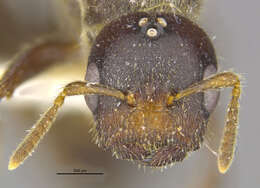 Imagem de <i>Cladomyrma cryptata</i>