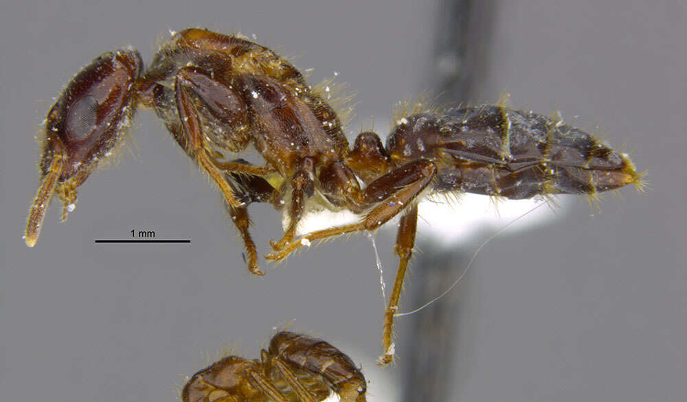 Image of Cladomyrma maryatiae Agosti, Moog & Maschwitz 1999