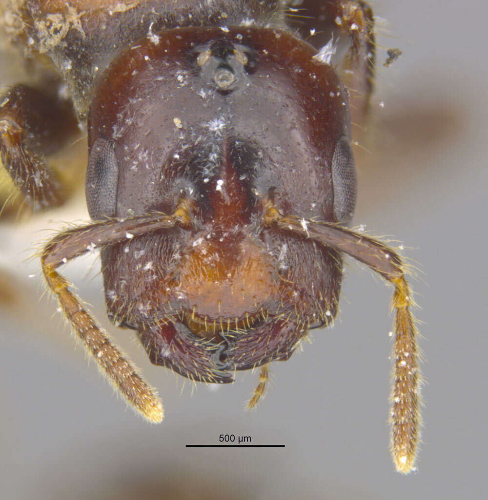 Image of Cladomyrma maryatiae Agosti, Moog & Maschwitz 1999