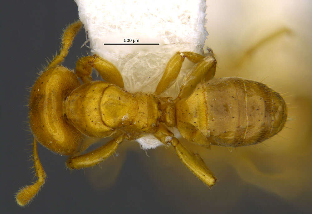 Image of Cladomyrma maschwitzi Agosti 1991