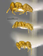 Image of Cladomyrma maschwitzi Agosti 1991