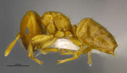 Image of Cladomyrma maschwitzi Agosti 1991