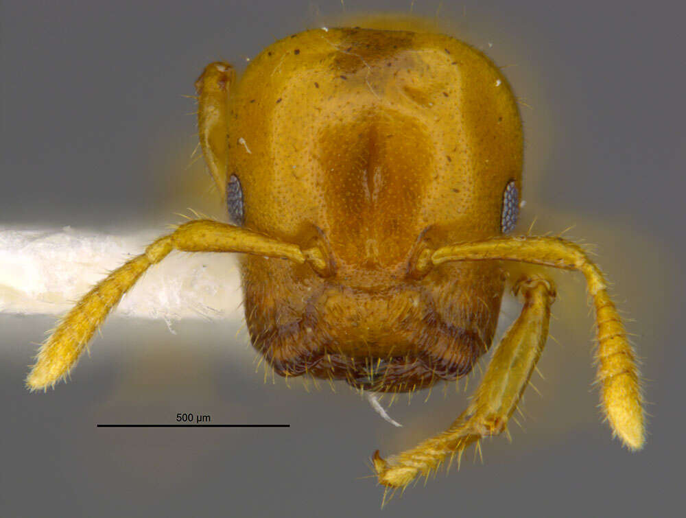 Image of Cladomyrma maschwitzi Agosti 1991