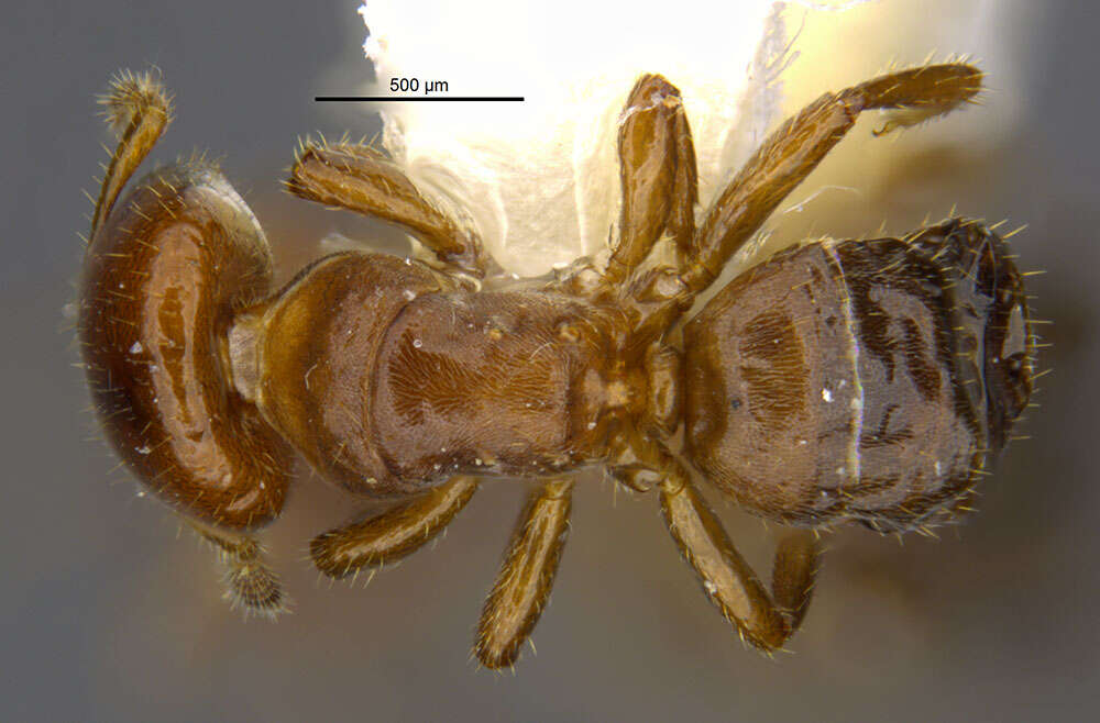 Image of Cladomyrma petalae Agosti 1991