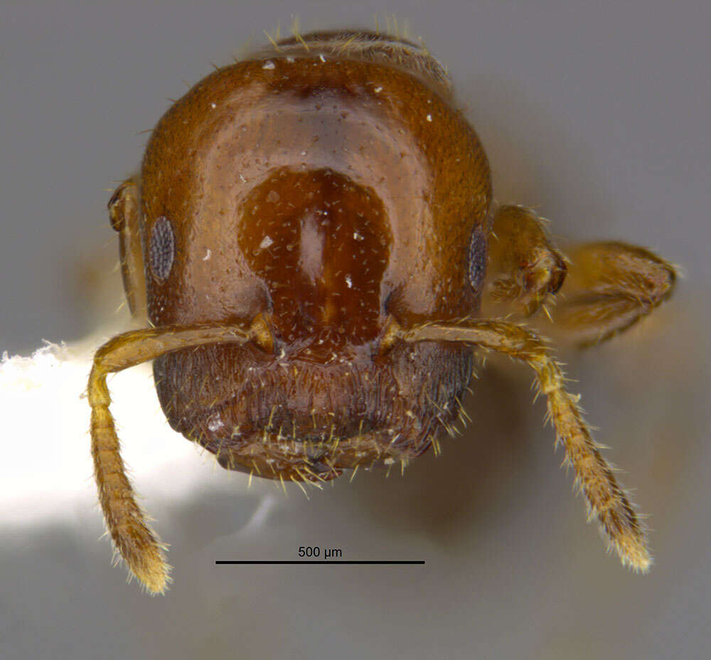 Image of Cladomyrma petalae Agosti 1991