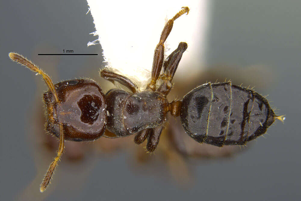 Image of Cladomyrma petalae Agosti 1991