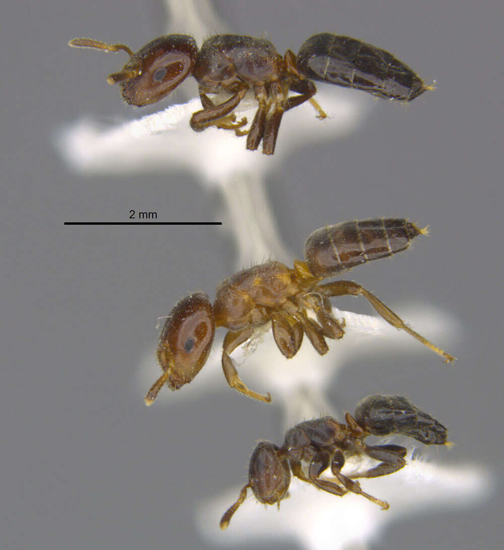 Image of Cladomyrma petalae Agosti 1991