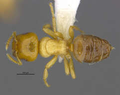 Image of Cladomyrma yongi Agosti, Moog & Maschwitz 1999