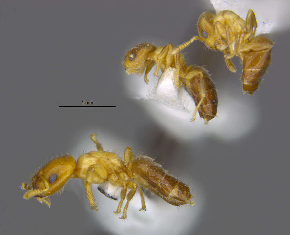 Image of Cladomyrma yongi Agosti, Moog & Maschwitz 1999