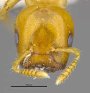 Image of Cladomyrma yongi Agosti, Moog & Maschwitz 1999