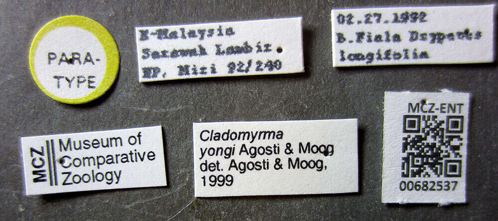 Image of Cladomyrma yongi Agosti, Moog & Maschwitz 1999