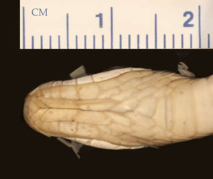 صورة Erythrolamprus zweifeli (Roze 1959)