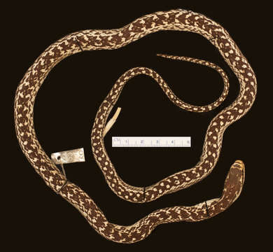 Erythrolamprus ornatus (Garman 1887) resmi