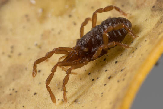 Image of <i>Aoraki denticulata major</i>