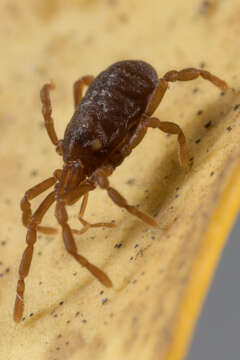 Image of <i>Aoraki denticulata major</i>