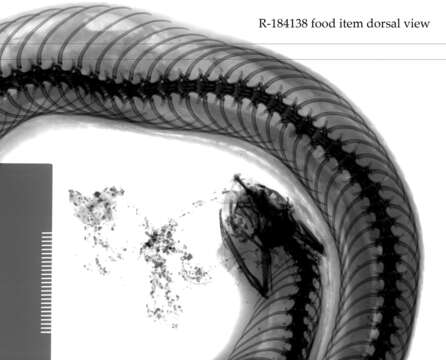 Image of North American Hog-nosed Snakes