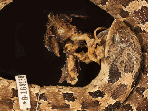 Image of North American Hog-nosed Snakes